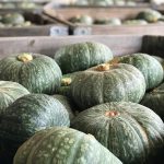DELICA PUMPKIN Curcubita Maxima
